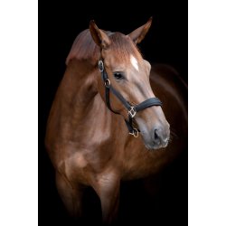 HG Diya 2.0 grime Sort