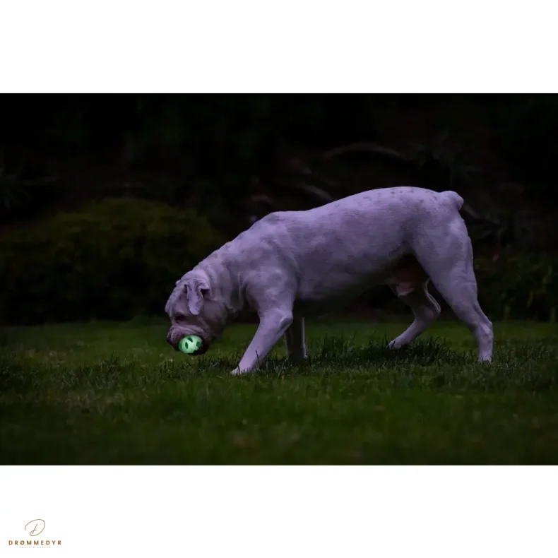 Chuckit! Air Glow Fetch Ball M (2-pack)