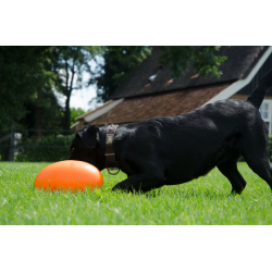 Dog Comets Pan-Stars Orange L 30cm