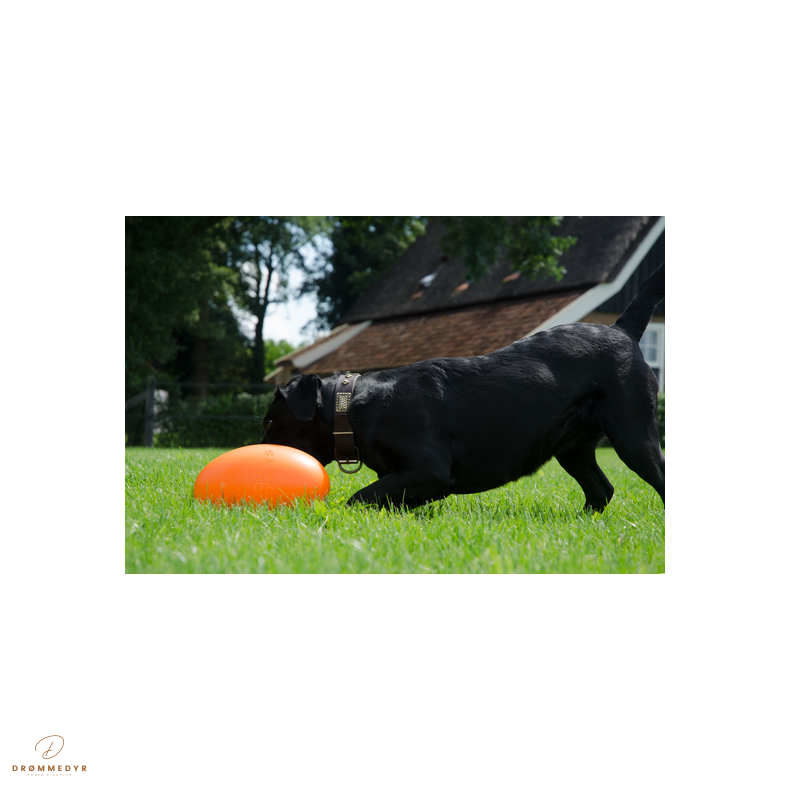 Dog Comets Pan-Stars Orange L 30cm