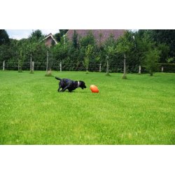 Dog Comets Pan-Stars Orange L 30cm