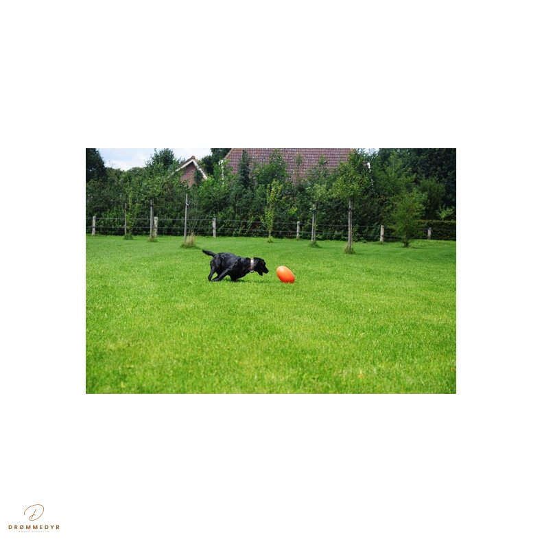 Dog Comets Pan-Stars Orange L 30cm