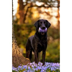 ESSENTIAL ESTATE LIVING PT 400G