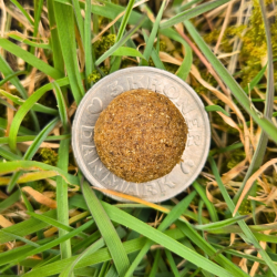 GD Adult Insekter, 10kg