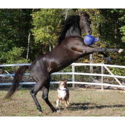 Jolly Ball 20cm Red Horse and Dog