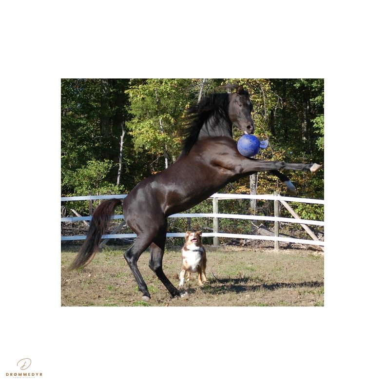 Jolly Ball 20cm Red Horse and Dog