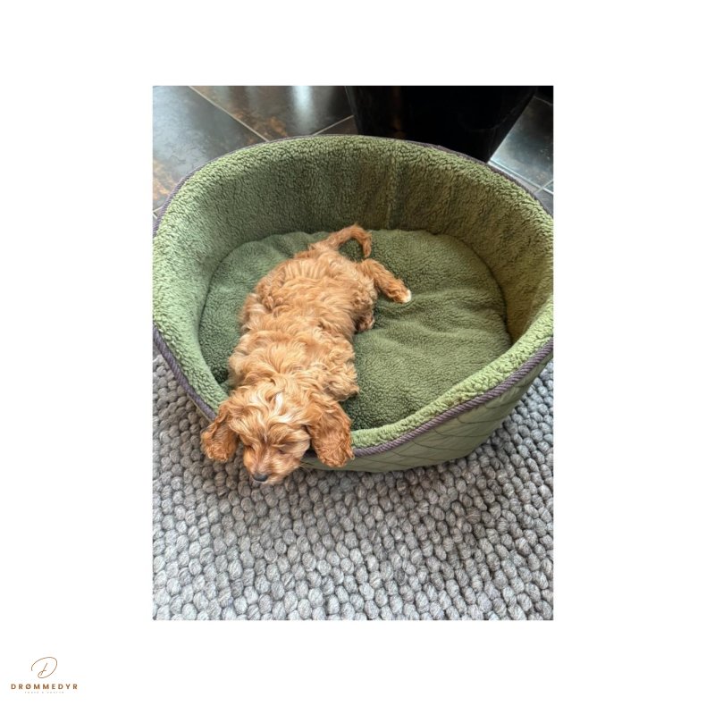 Nordic Paws Jagt Fleece