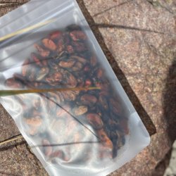 Zoomies Chilenske Bl�muslinger - 100 g 