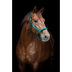 CATAGO Alea reflekterende logo grime Ponderosa Pine