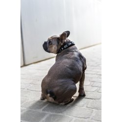 CATAGO Viben lder halsbnd Sort