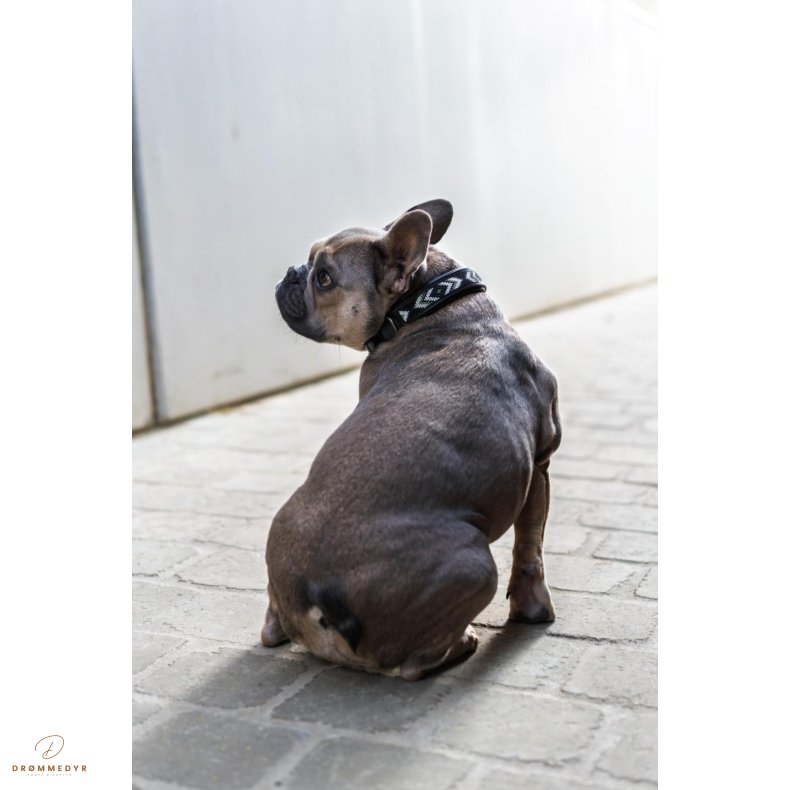 CATAGO Viben lder halsbnd Sort