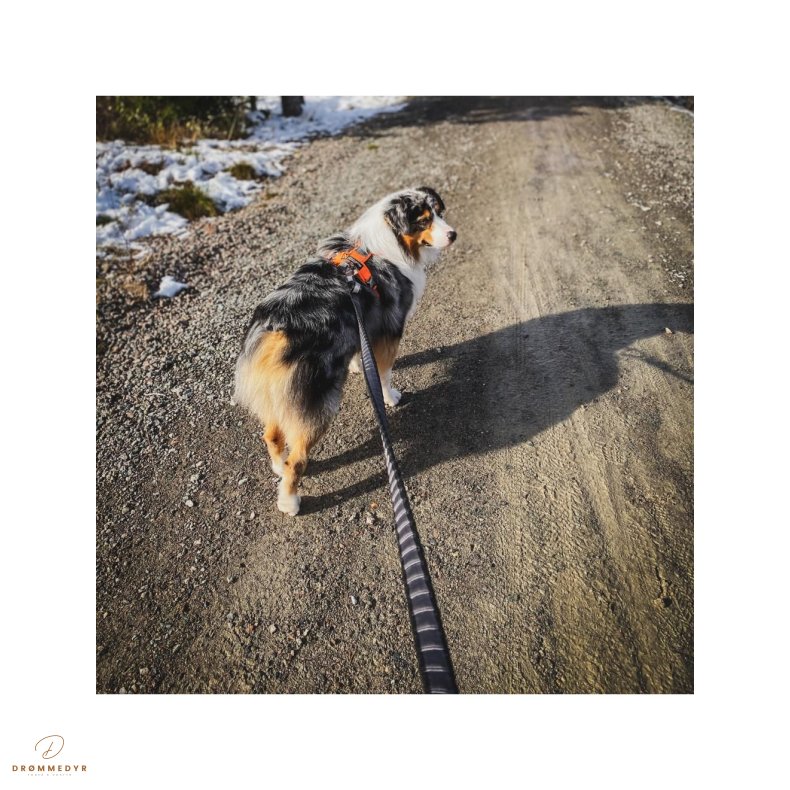 Non-Stop Line touring bungee sort/gr�, 2m